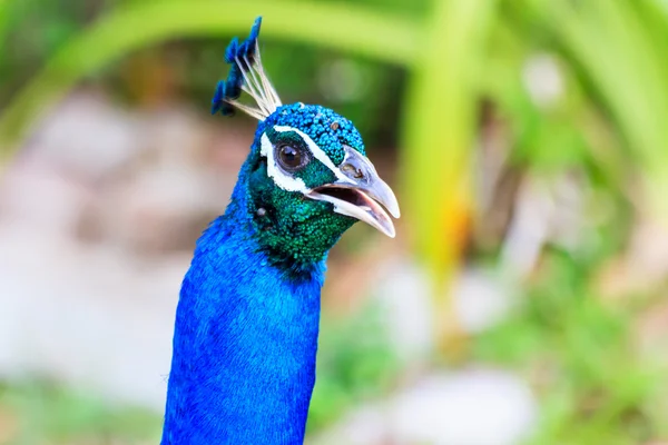 Cabeza de pavo real de plumas azul —  Fotos de Stock