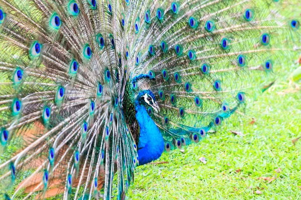 Blue peacock  close up — Stock Photo, Image
