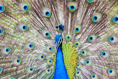 Mavi tavus kuşu yakın çekim