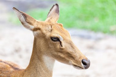 Kahverengi antilop kafa