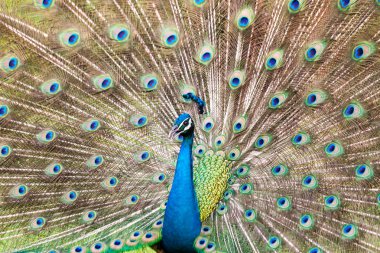 Mavi tavus kuşu yakın çekim