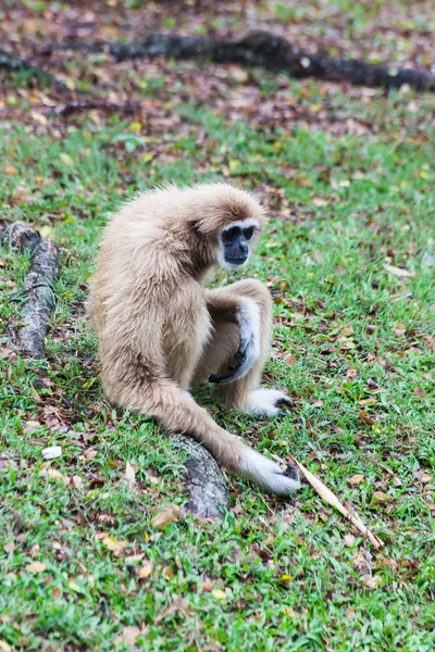 Hnědé gibbon sedí — Stock fotografie