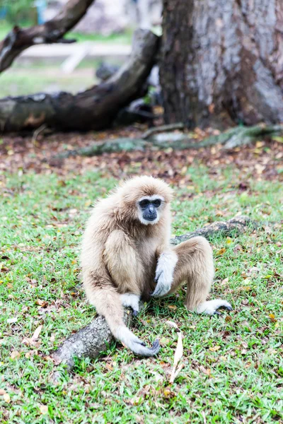 Hnědé gibbon sedí — Stock fotografie