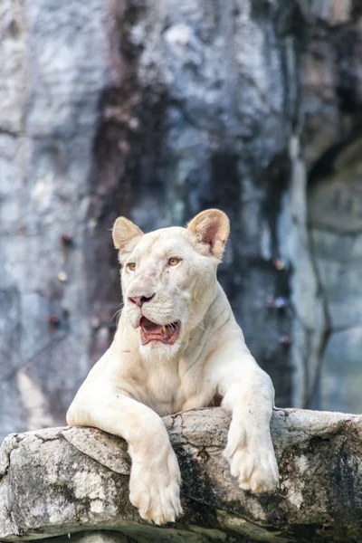 大白母狮 — 图库照片