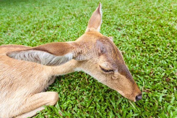 Tête d'antilope brune — Photo