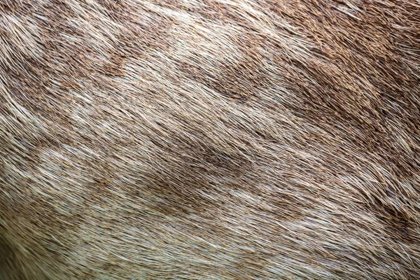 Piel de ciervo marrón — Foto de Stock