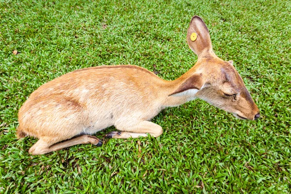 Barna antilop közelről — Stock Fotó