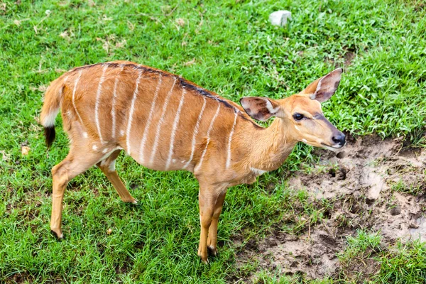 Brown antelope standing — Stock Photo, Image