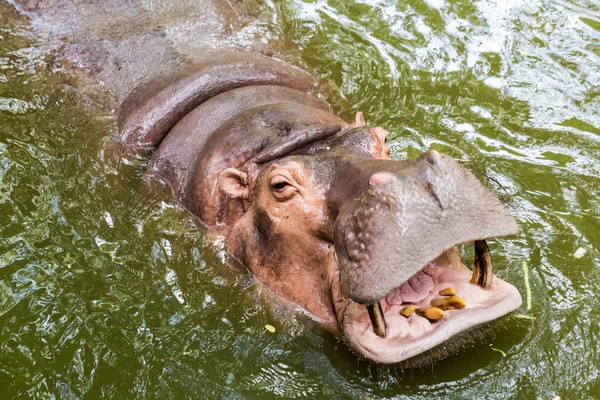 Hippopotamus open mouth — Stock Photo, Image