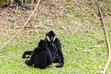 Siyah gibbons mücadele