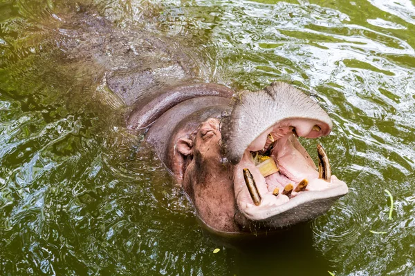 Бегемот открытый рот — стоковое фото