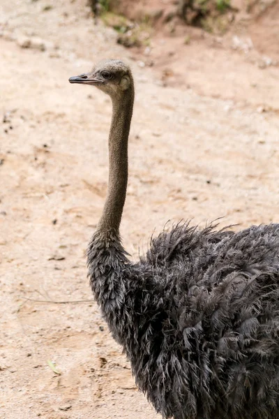 Brown struisvogel hoofd — Stockfoto