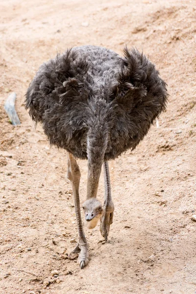 Brown ostrich  walking — Stock Photo, Image