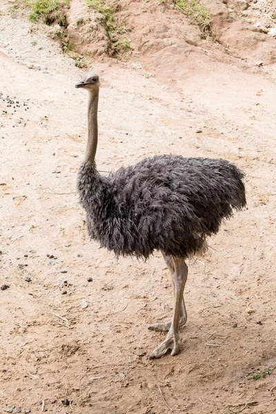 Brown struisvogel wandelen — Stockfoto