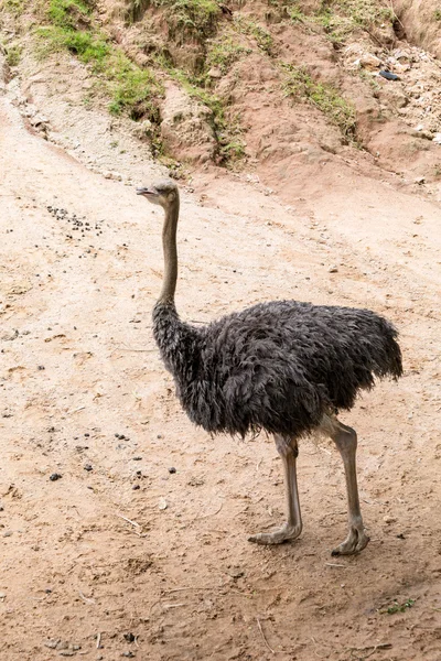 Brown struisvogel wandelen — Stockfoto