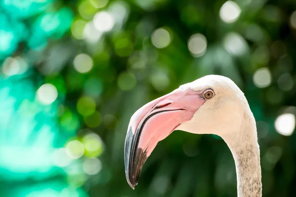 Fehér flamingó fejét közelről — Stock Fotó