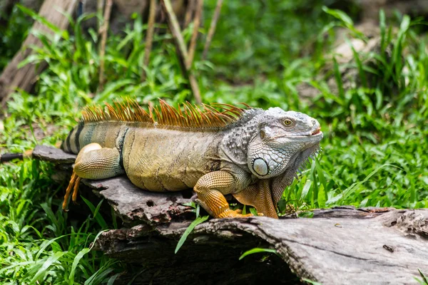 Kolorowy iguana w trawie — Zdjęcie stockowe