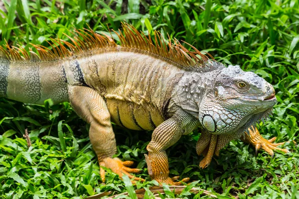 Barevné iguana v trávě — Stock fotografie