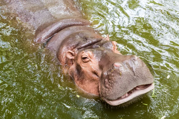 Hippopotamus swimming close up — Stock Photo, Image