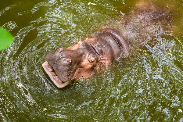 水泳のカバをクローズ アップ — ストック写真