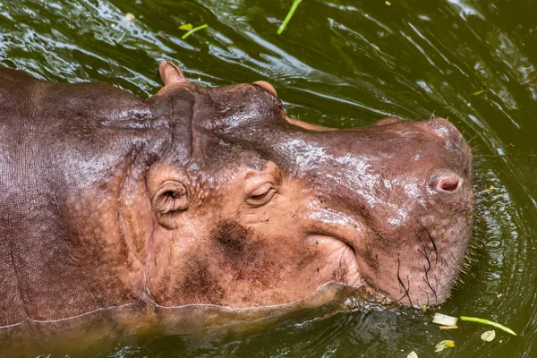 Hipopótamo nadando de perto — Fotografia de Stock