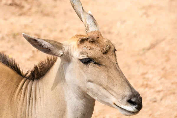 Um chifre impala — Fotografia de Stock