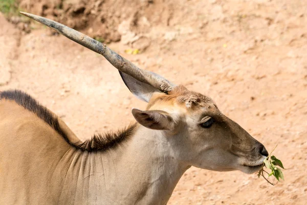 Één hoorn impala — Stockfoto