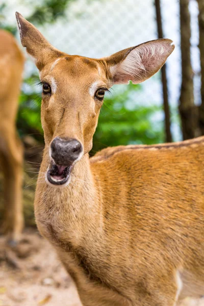 Cabeza de impala femenina —  Fotos de Stock