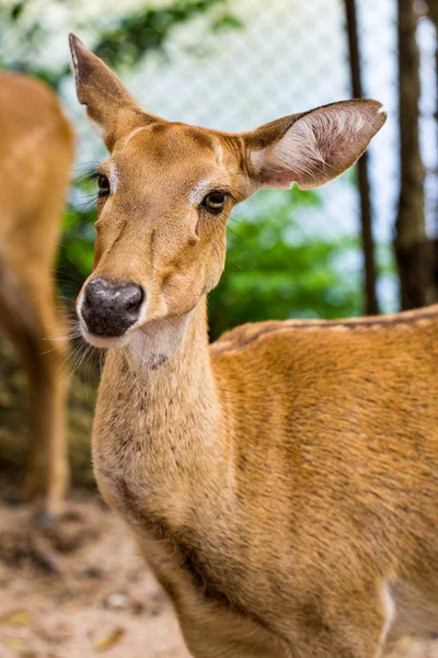 Cabeza de impala femenina —  Fotos de Stock