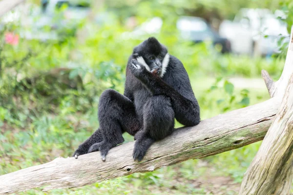 Negro gibbon blanco mejillas — Foto de Stock