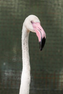 Beyaz pembe flamingo