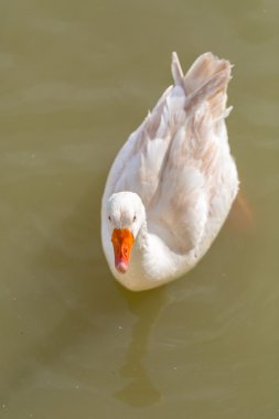Beyaz turuncu Gaga ile ördek