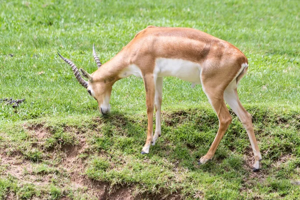 Brązowy mężczyzna impala — Zdjęcie stockowe