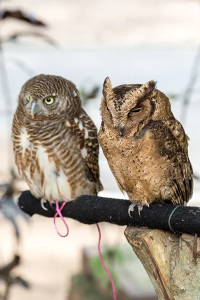 Brown owls perching — Stock Photo, Image