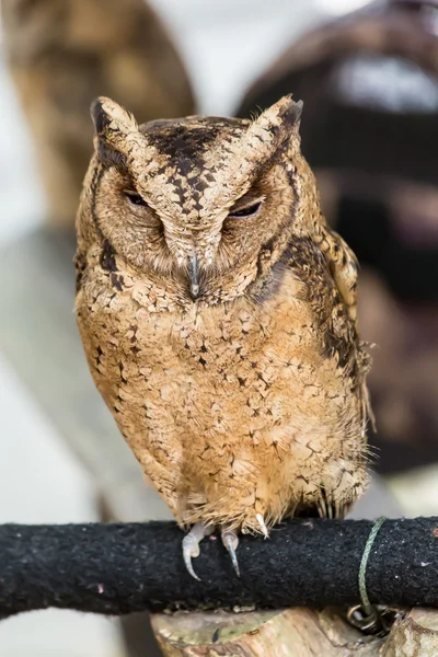 Brown owl   close up — Stock Photo, Image