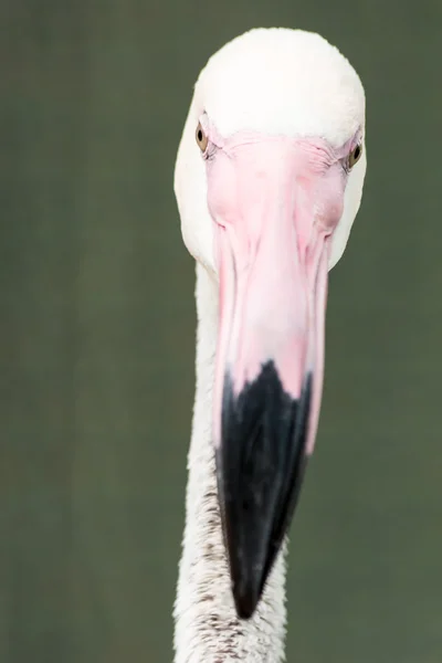 Bílý, růžový plameňák — Stock fotografie