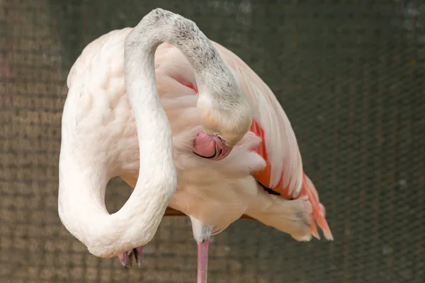 フラミンゴ隠れて翼を持つ鳥 — ストック写真