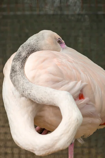 Katlanmış kanatlar ile Flamingo kuşu — Stok fotoğraf