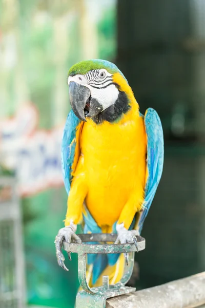 Yellow macaw parrot — Stock Photo, Image