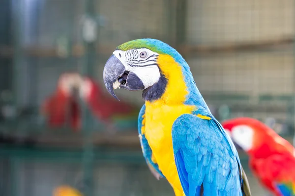 Yellow macaw parrot — Stock Photo, Image