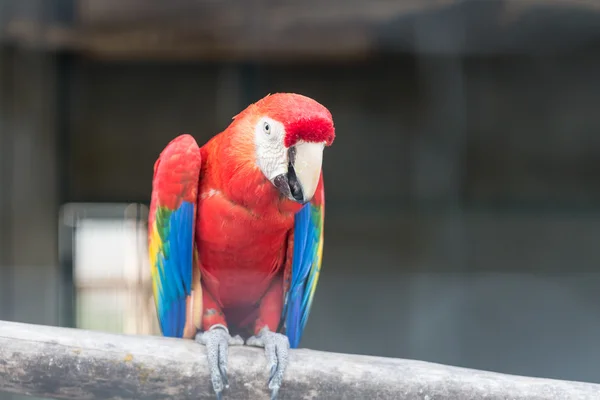 红金刚鹦鹉鹦鹉 — 图库照片