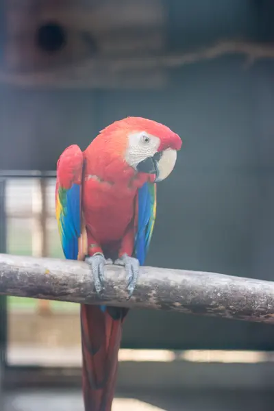 Roter Ara-Papagei — Stockfoto