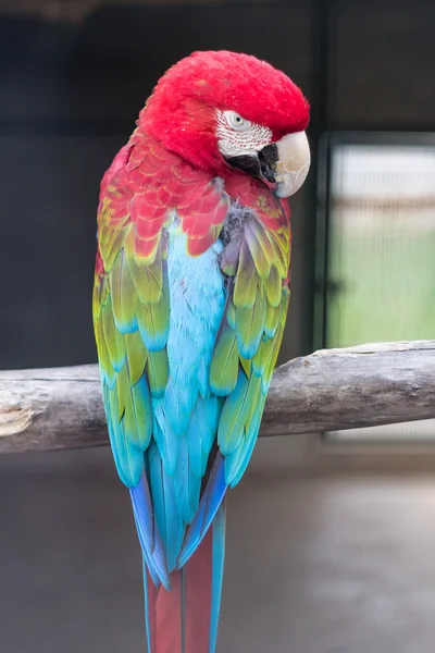 红金刚鹦鹉鹦鹉 — 图库照片