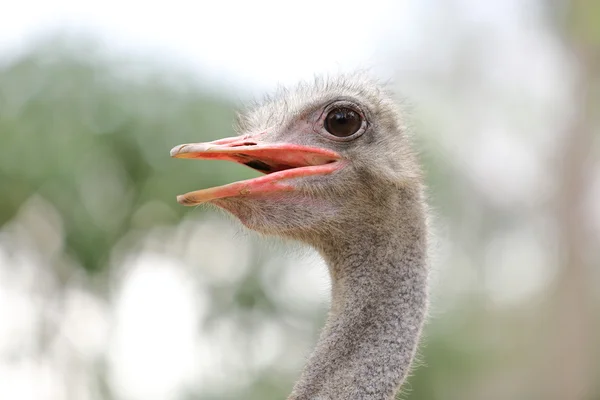 Cabeça de avestruz grande — Fotografia de Stock