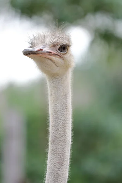 Large ostrich head — Stock Photo, Image