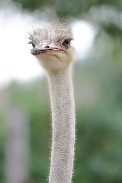 Large ostrich head — Stock Photo, Image