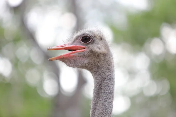 Cabeça de avestruz grande — Fotografia de Stock