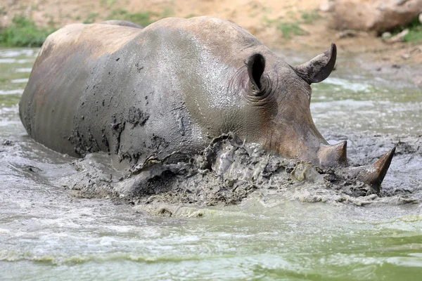 Grand rhinocéros sale — Photo
