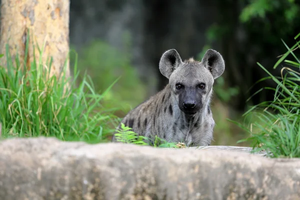 Fläckig hyena stående — Stockfoto