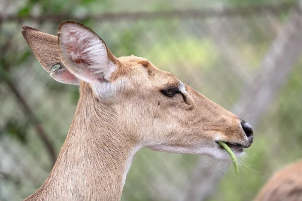 Female antelope head — Stock Photo, Image